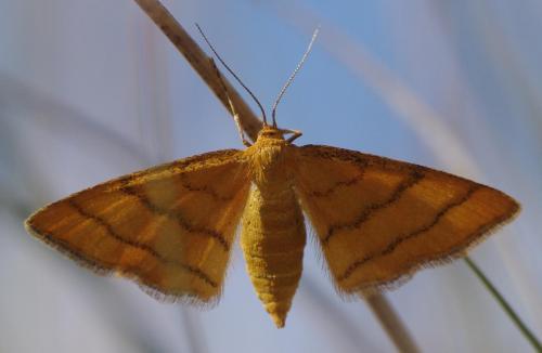 Réf. 122 175 : Idaea aureolaria