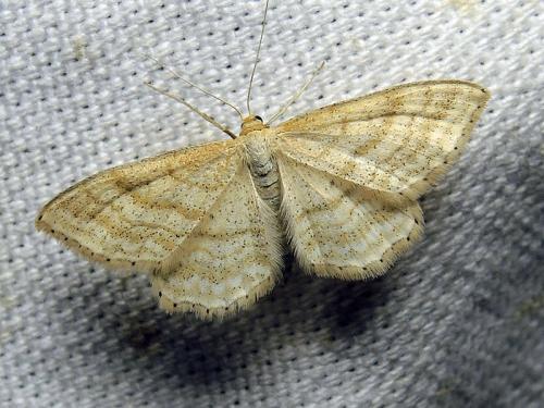 Réf. 122 210 : Idaea macilentaria
