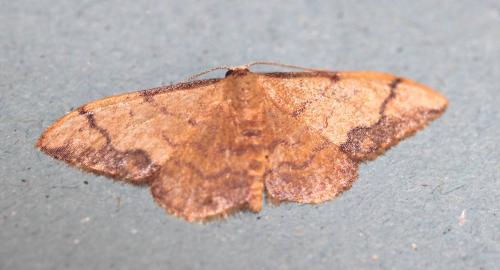 Idaea ostrinaria