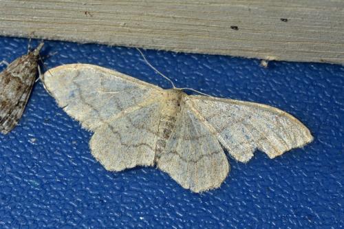Réf. 122 134 : Idaea aversata