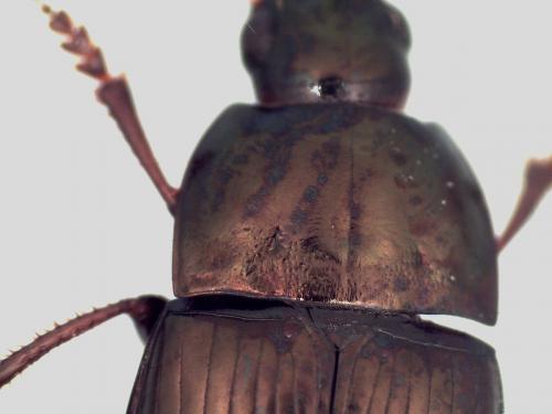 Réf. 122 803 : Amara similata