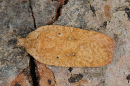 Réf. 122 461 : Agonopterix assimilella