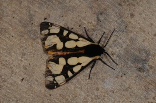 Réf. 122 118 : Arctia villica