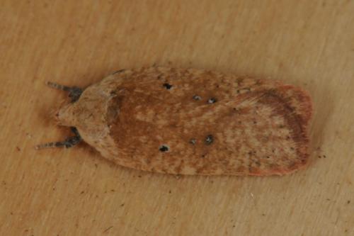 Réf. 122 462 : Agonopterix assimilella