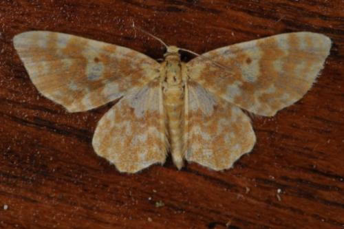 Hydrelia flammeolaria