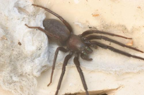 Segestria florentina