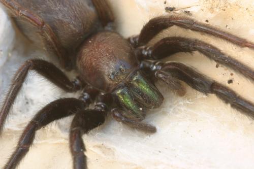 Segestria florentina