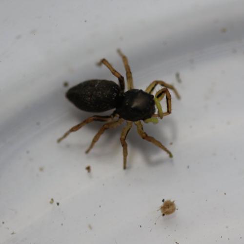 Heliophanus cupreus