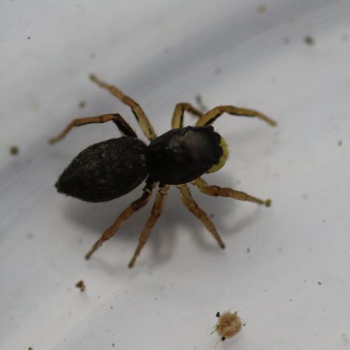 Heliophanus cupreus
