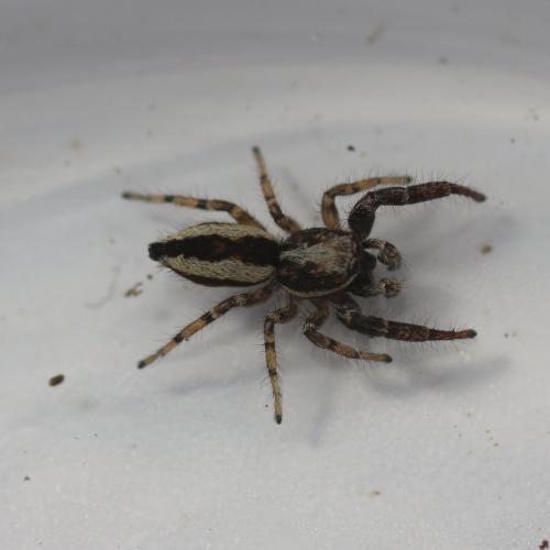 Pseudicius encarpatus