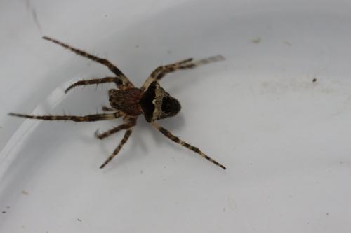 Gibbaranea sp.