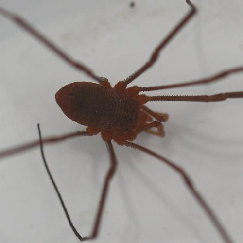 Phalangium opilio