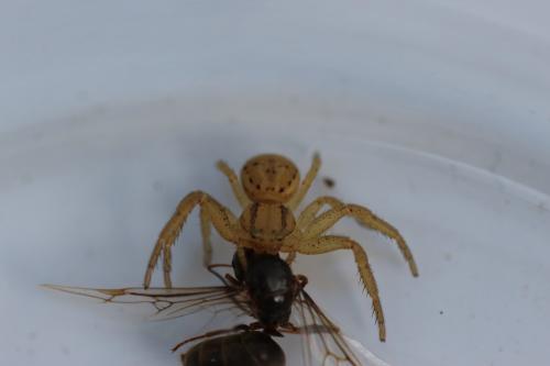 Réf. 122 657 : Xysticus erraticus