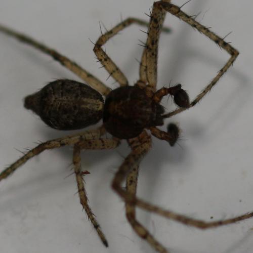 Réf. 122 764 : Tmarus sp.