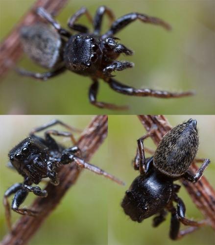Heliophanus flavipes