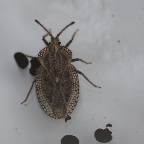 Réf. 122 833 : Tingis reticulata