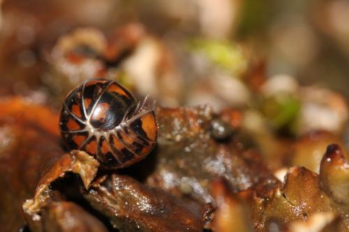 Glomeris connexa