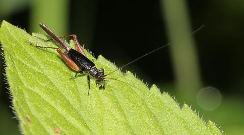 Réf. 122 969 : Trigonidium cicindeloides