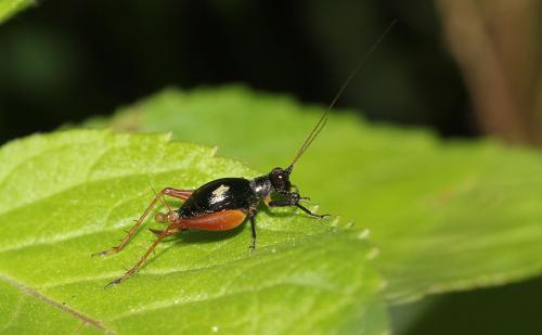 Trigonidium cicindeloides