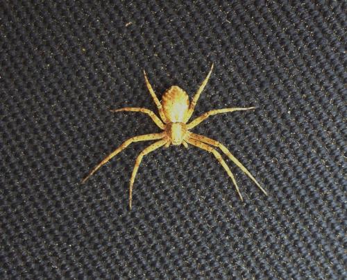 Philodromus sp.