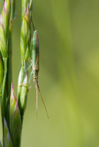 Stenodema sp.