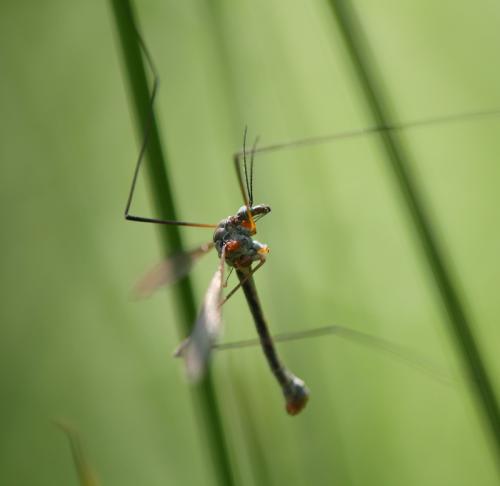 Tipula pruinosa