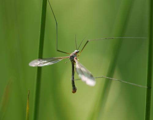 Tipula pruinosa