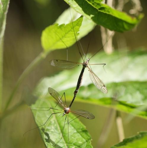 Tipula pruinosa