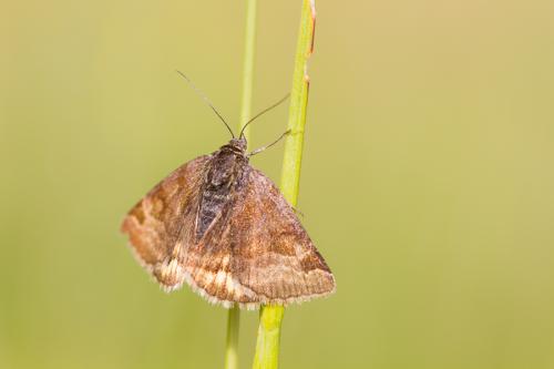 Euclidia glyphica