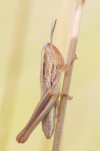 Euchorthippus declivus