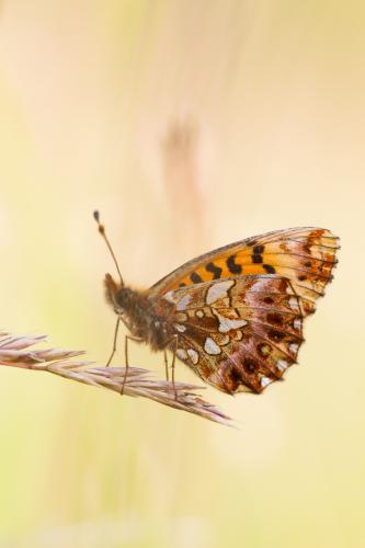 Réf. 122 306 : Boloria dia