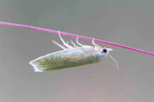 Réf. 122 760 : Tortrix viridana