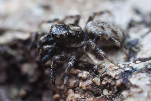 Salticus mutabilis
