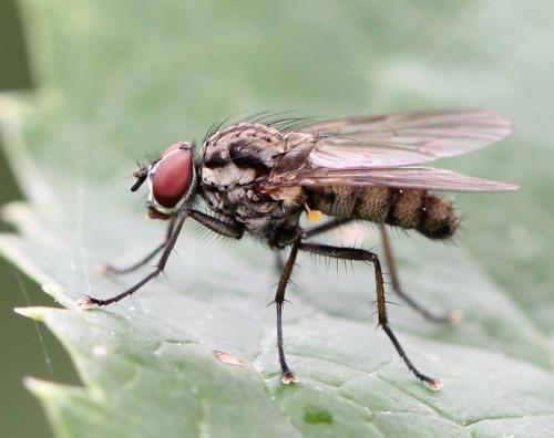 Hylemya sp.