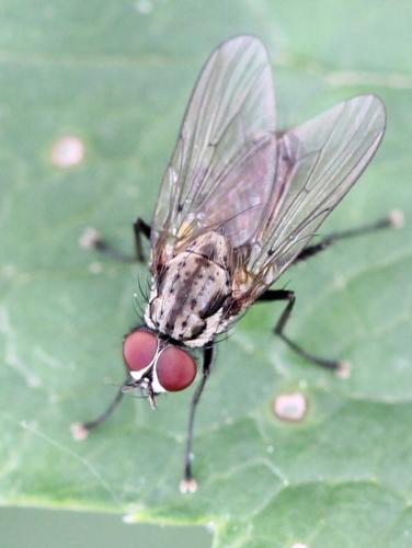 Hylemya sp.