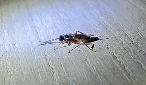 Réf. 122 015 : Phygadeuontini inconnu