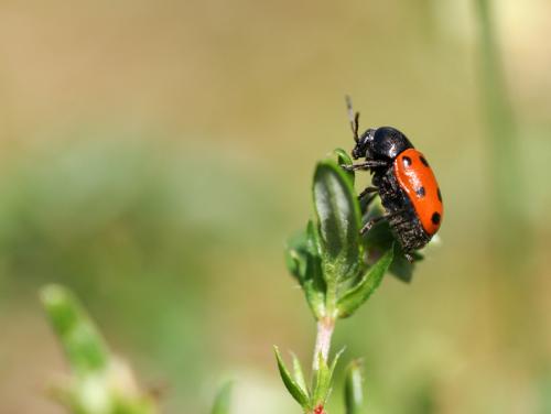 Cryptocephalus primarius