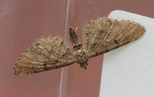 Réf. 122 197 : Eupithecia intricata