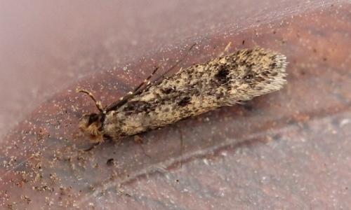 Réf. 122 203 : Niditinea sp.