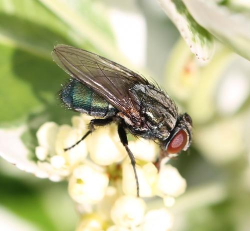 Réf. 122 293 : Protocalliphora azurea