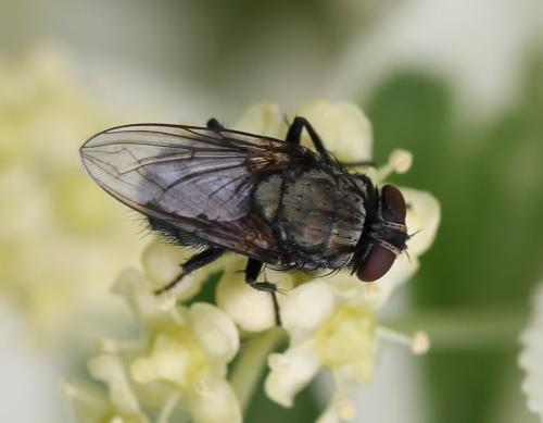 Réf. 122 294 : Protocalliphora azurea