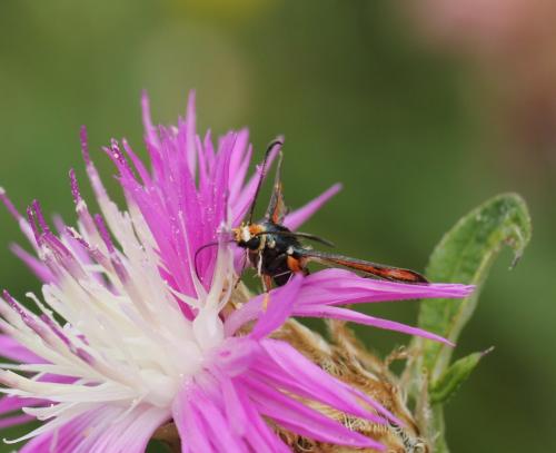 Pyropteron chrysidiformis