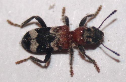 Réf. 122 566 : Thanasimus formicarius