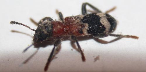 Thanasimus formicarius