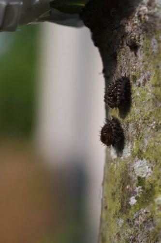 Chilocorus renipustulatus