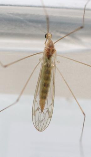 Réf. 122 029 : Dicranomyia chorea
