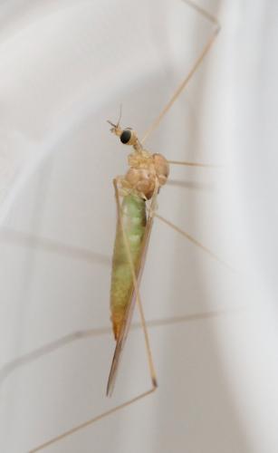 Dicranomyia chorea