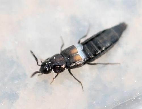 Aleochara sp.