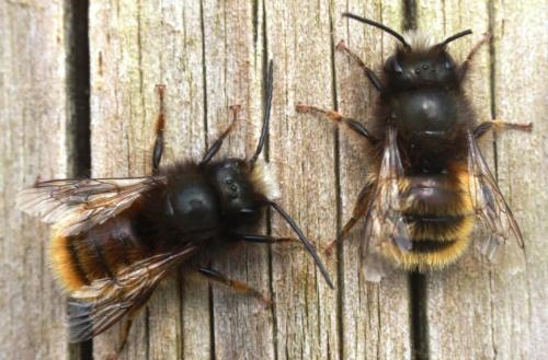 Osmia cornuta