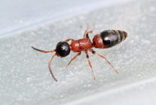 Myrmosa atra